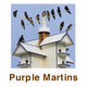 Purple Martins