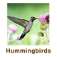 Hummingbirds