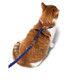 Cat Collars, Leashes, Harnesses