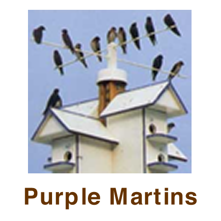 Purple Martins