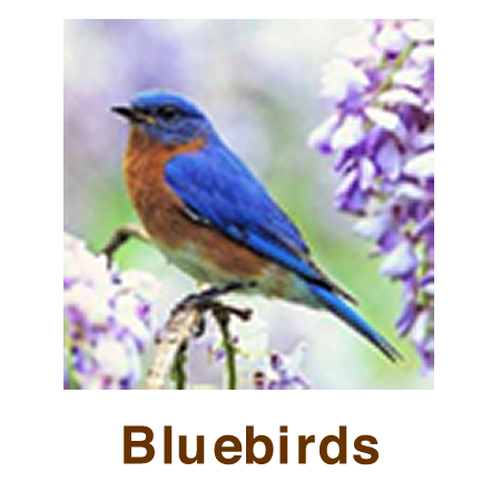 Bluebird