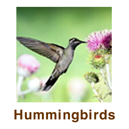 Hummingbirds