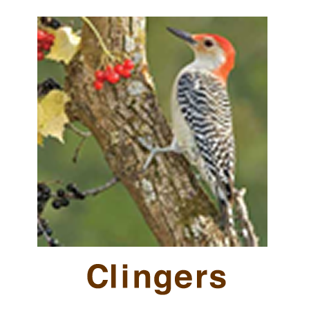 Clingers