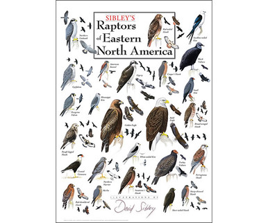 Buy the Earth Sky + Water (Lewers) - Sibley's Raptors Of Eastern North ...