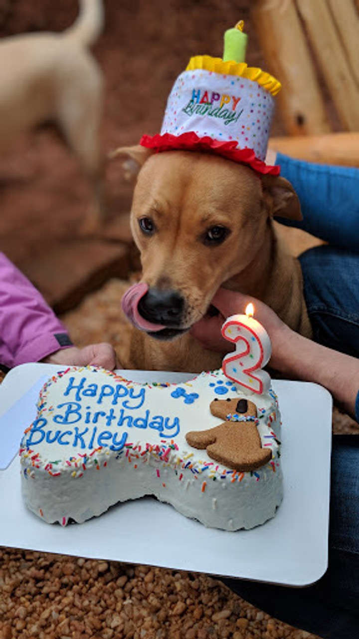 Bone shaped dog cake | My Site