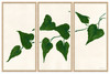 HC-20-0142 (Set)  Ivy I, II & III
