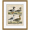 P-7044A  18th Century Parakeet Engravings 7