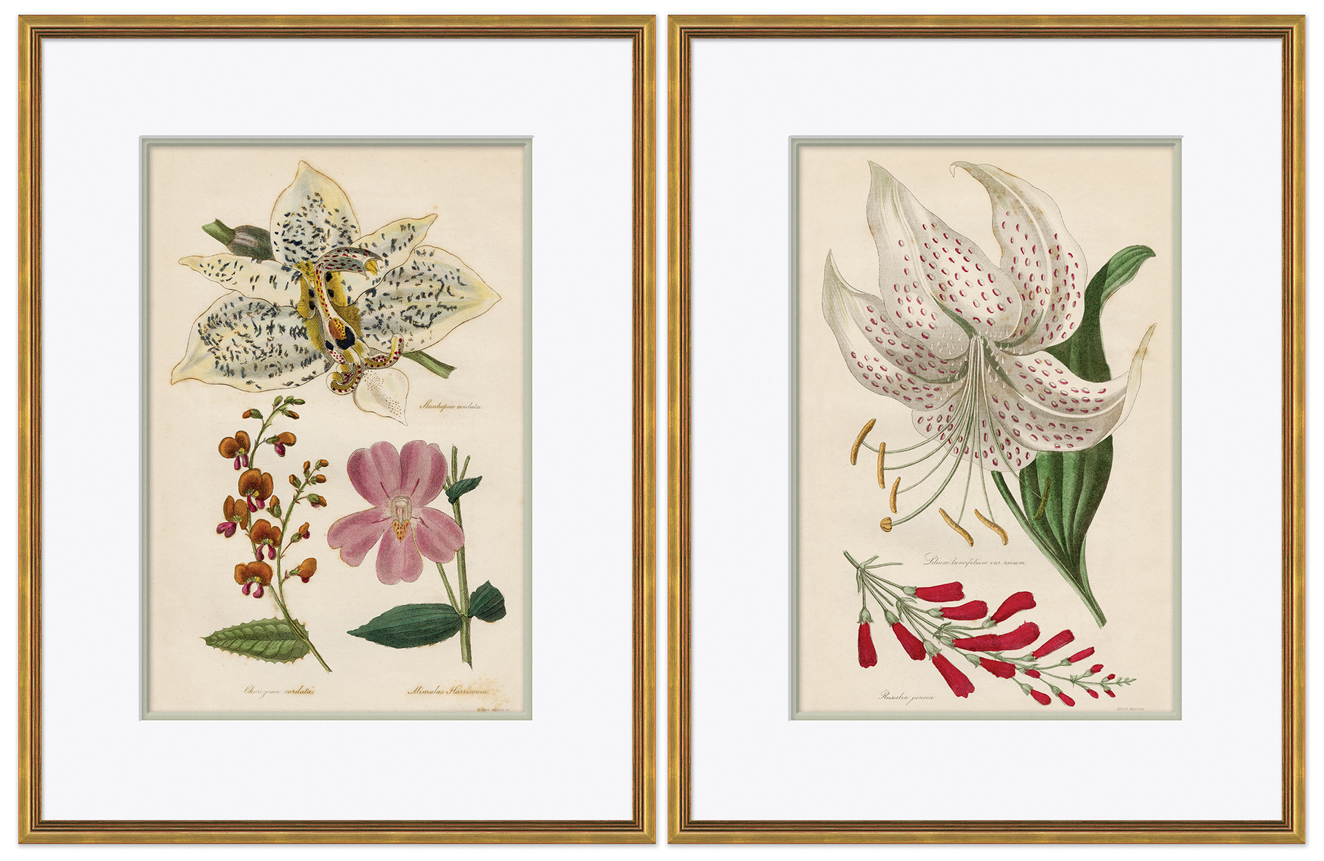 P7112 (Set) Soicher Marin