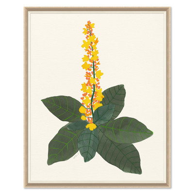 HC-25-0295D  Euphorbia