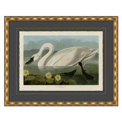 P-7392B  American Swan
