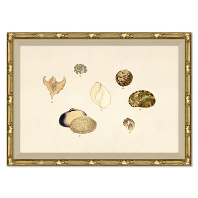 P-7369F  Malacology Study, Plate VI