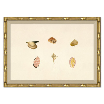 P-7369H  Malacology Study, Plate VIII