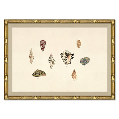 P-7369I  Malacology Study, Plate IX