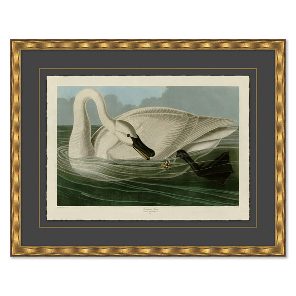 P-7392A  Trumpeter Swan