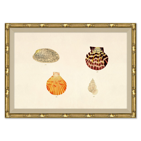 P-7369B  Malacology Study, Plate II