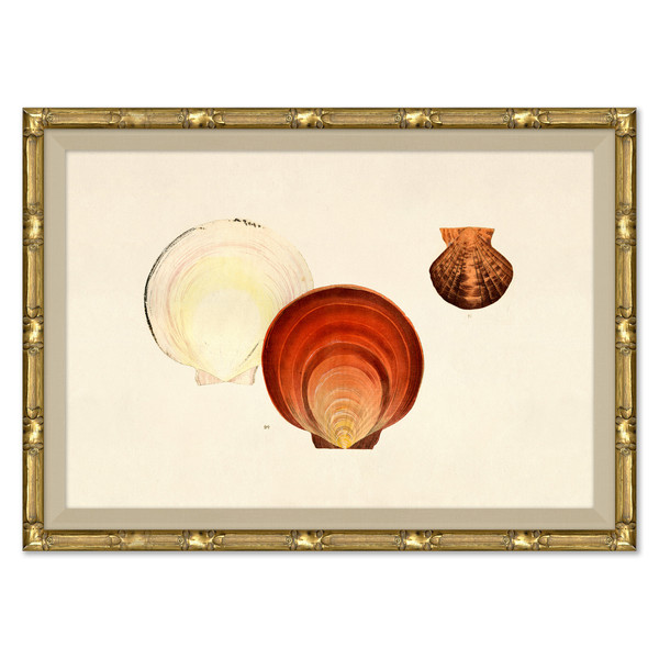 P-7369C  Malacology Study, Plate III