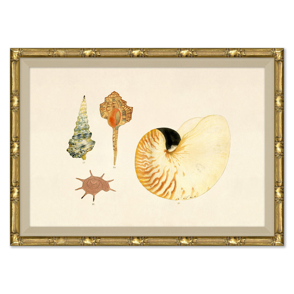 P-7369E  Malacology Study, Plate V