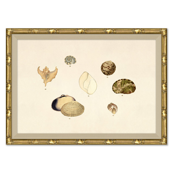 P-7369F  Malacology Study, Plate VI