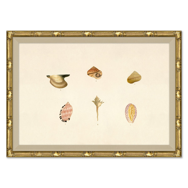 P-7369H  Malacology Study, Plate VIII