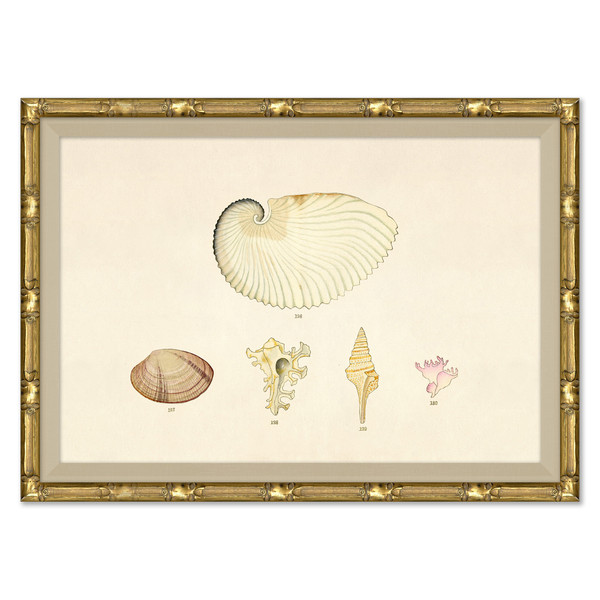 P-7369J  Malacology Study, Plate X