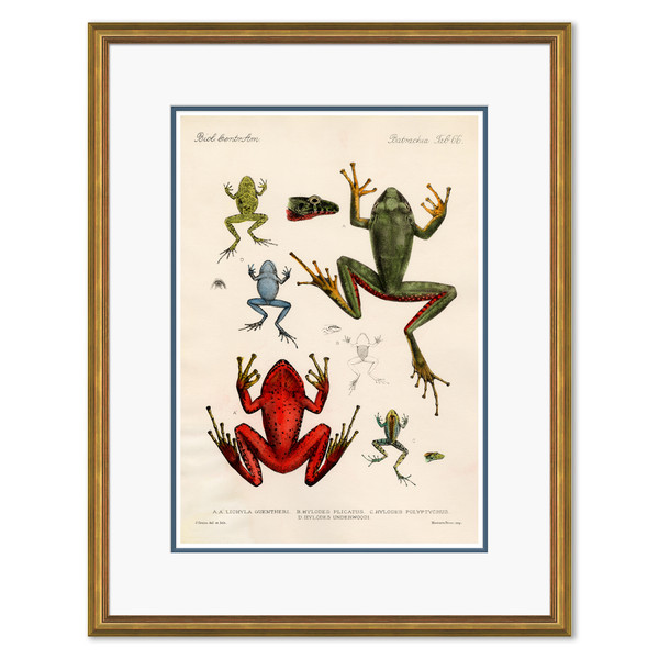 P-7118B Frogs