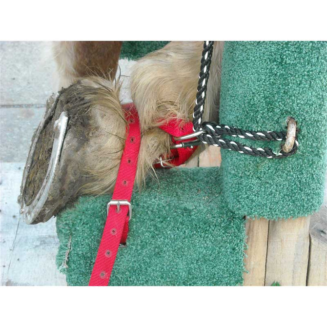 Replacement Straps and Ropes for Shoeing Stocks