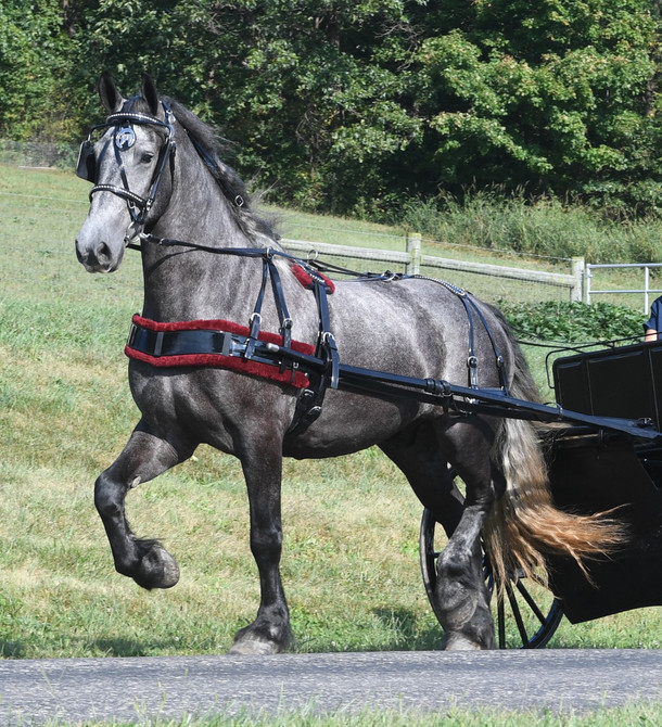 Draft Carriage Harness with Breast Collar