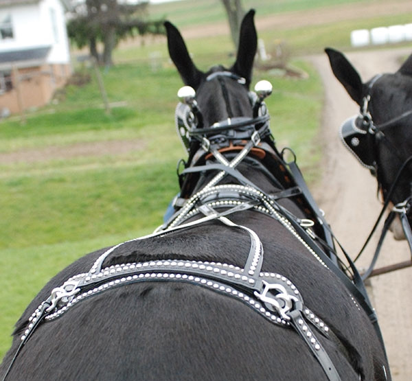 Team Mule Harness - Working Horse Tack