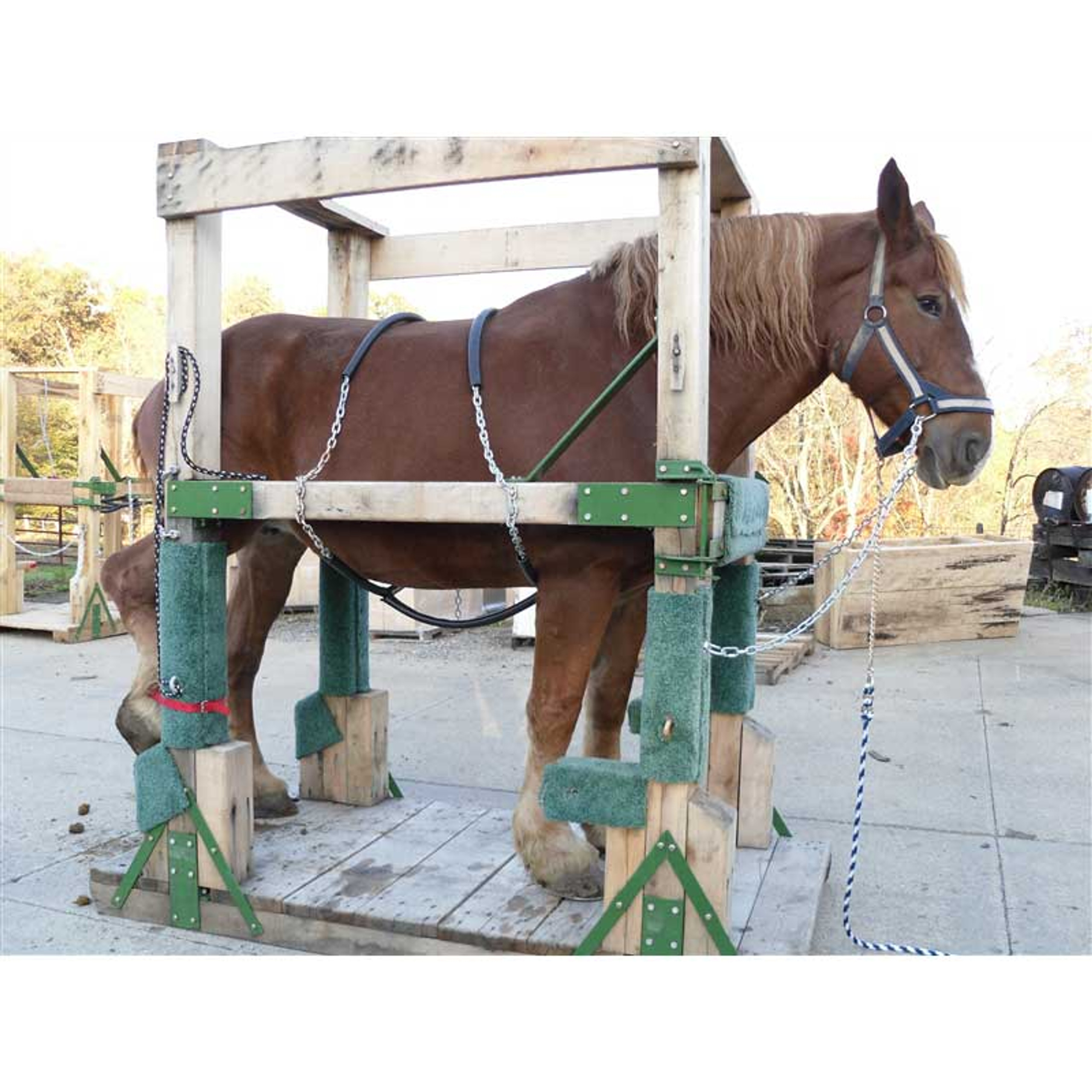 Amish manufactured Draft & Haflinger Horseshoeing Stocks