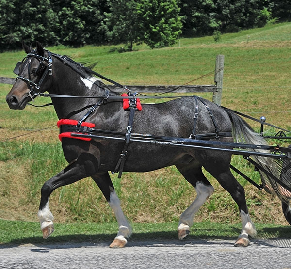 Amish made driving harness for all sizes from Mini's to Drafts. Made ...