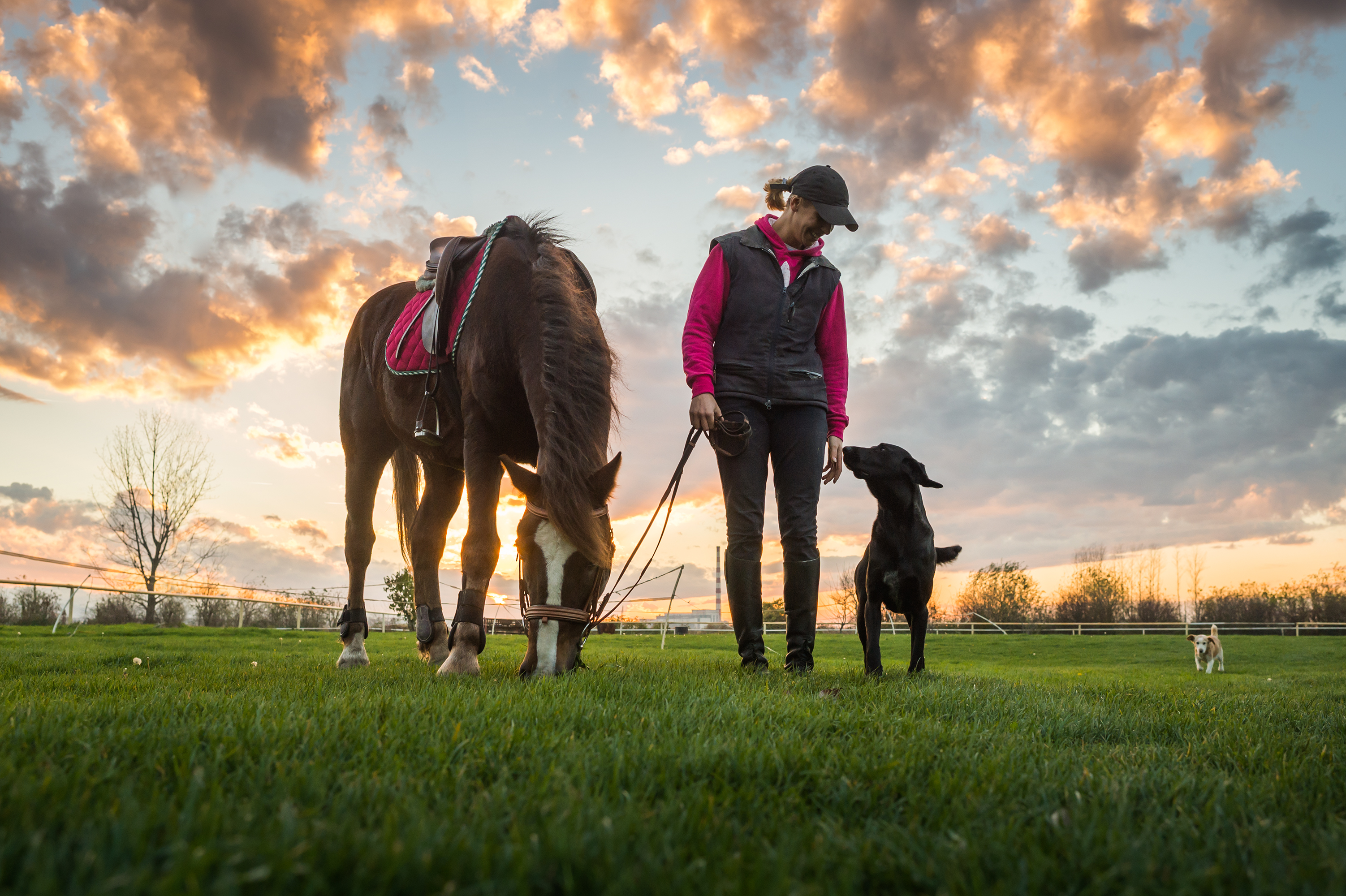 Buy Online Dog Leash Made From Beta Biothane Two Horse Tack