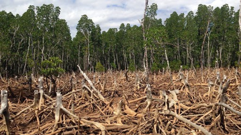 Condoms and deforestation, is there a link?