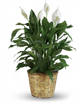 PEACE LILY