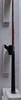 Mizuno Pro 245 7 Iron Stiff Flex Nippon N.S. Pro Modus 3 Tour Steel 3634173 Good
