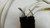 Dalby Design Abishai Gen 2 Silver Litz  2.2 M Speaker Cables