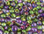 6mm Glass Hearts - Cry Magic Orchid