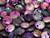 6mm Lentil - Etched Magic Purple
