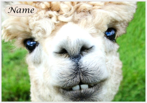 Little Llama Face - Personalised Little Llama Face - Personalised