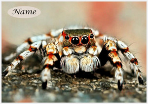 Jumping Spider - Personalised