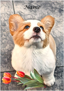 Corgi with Tulips - Personalised Corgi with Tulips - Personalised