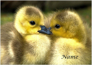Ducklings Pair - Personalised Ducklings Pair - Personalised