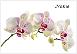 The White Orchid - Personalised The White Orchid - Personalised
