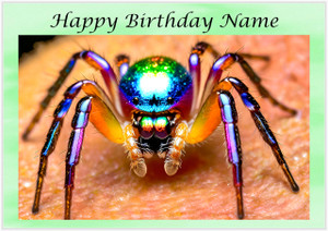 Rainbow Spider - Personalised Rainbow Spider - Personalised
