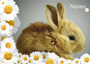 Baby Bunny - Personalised Baby Bunny - Personalised