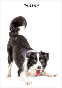 Border Collie - Personalised Border Collie - Personalised