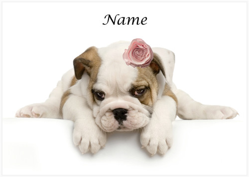 Bulldog Puppy Rose - Personalised