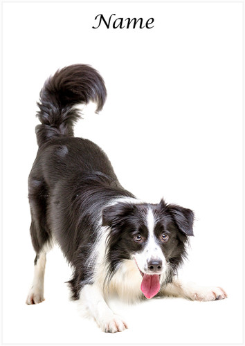 Border Collie - Personalised