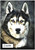 Dark Husky - Personalised Example