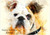 Watercolour Bulldog - Personalised Example