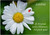 If Friends were Flowers - Personalised Example